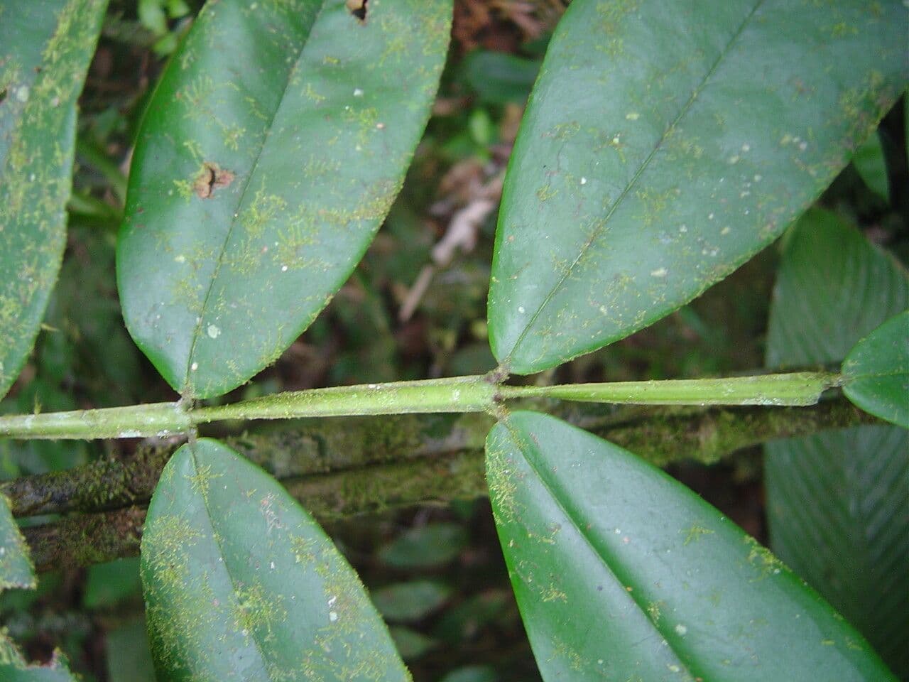 Plinia