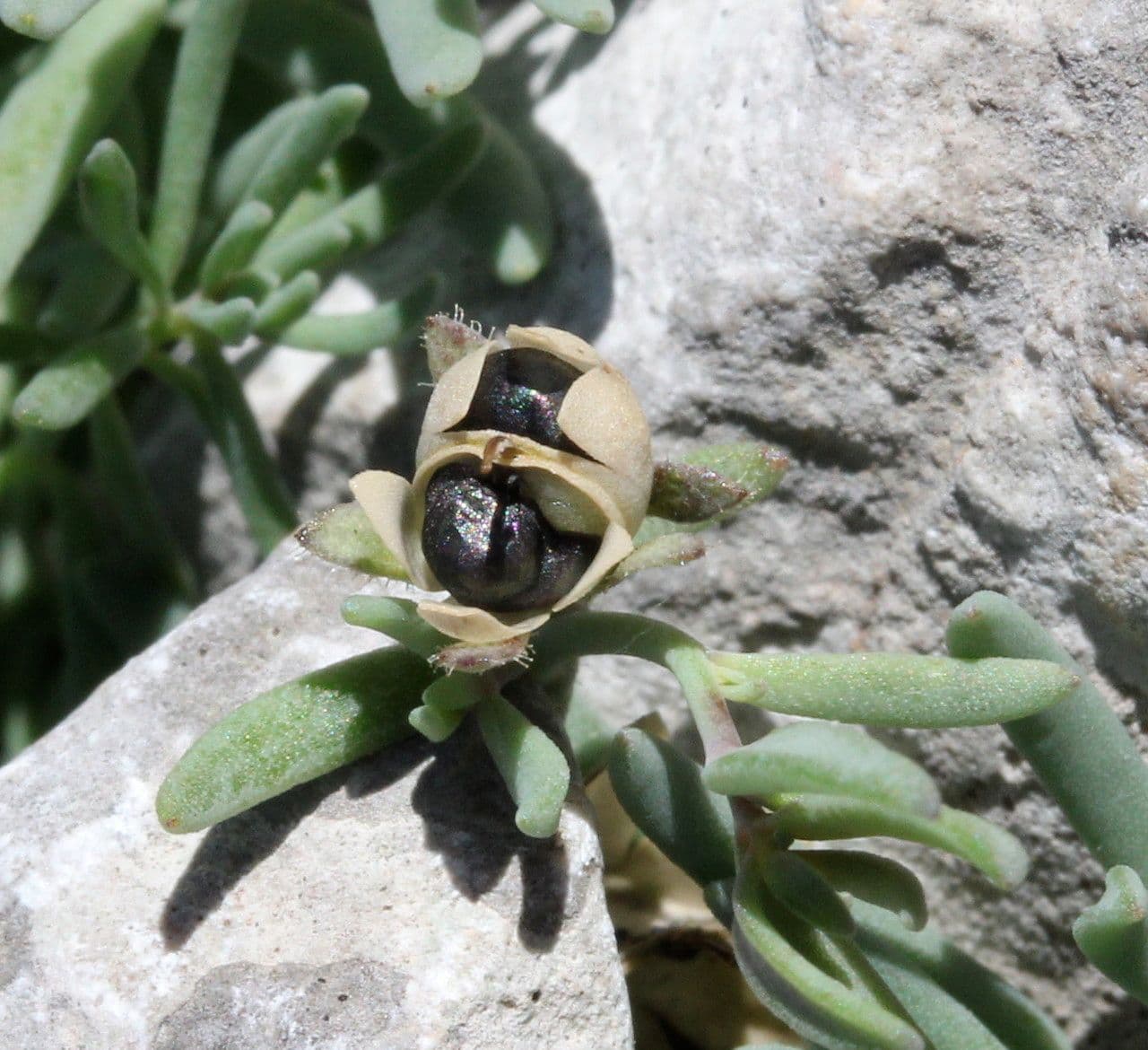 Linaria supina 4
