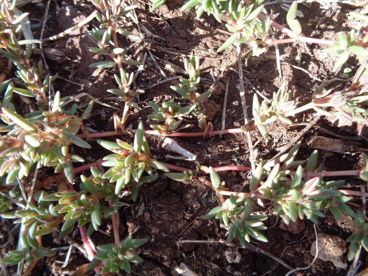 Portulaca foliosa 6