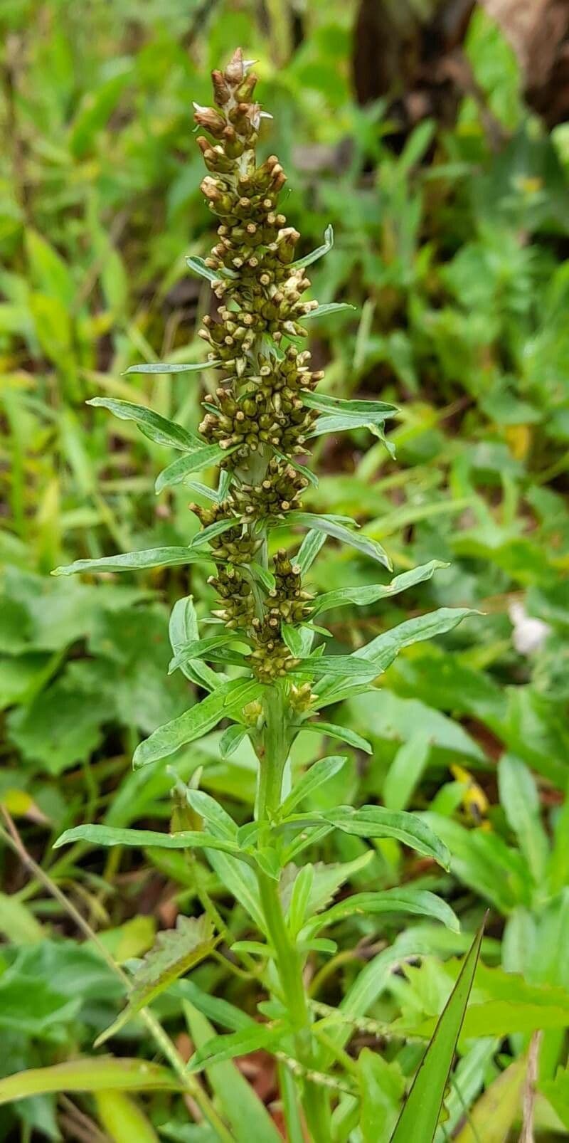 Gnaphalium americano 12