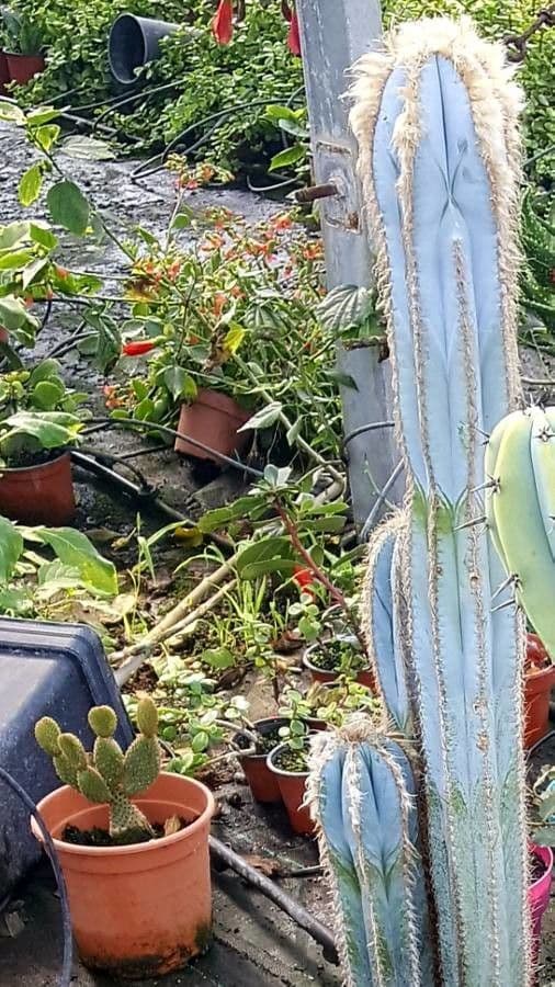 Pilosocereus lanuginosus 3