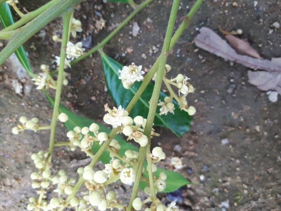 Longan 6