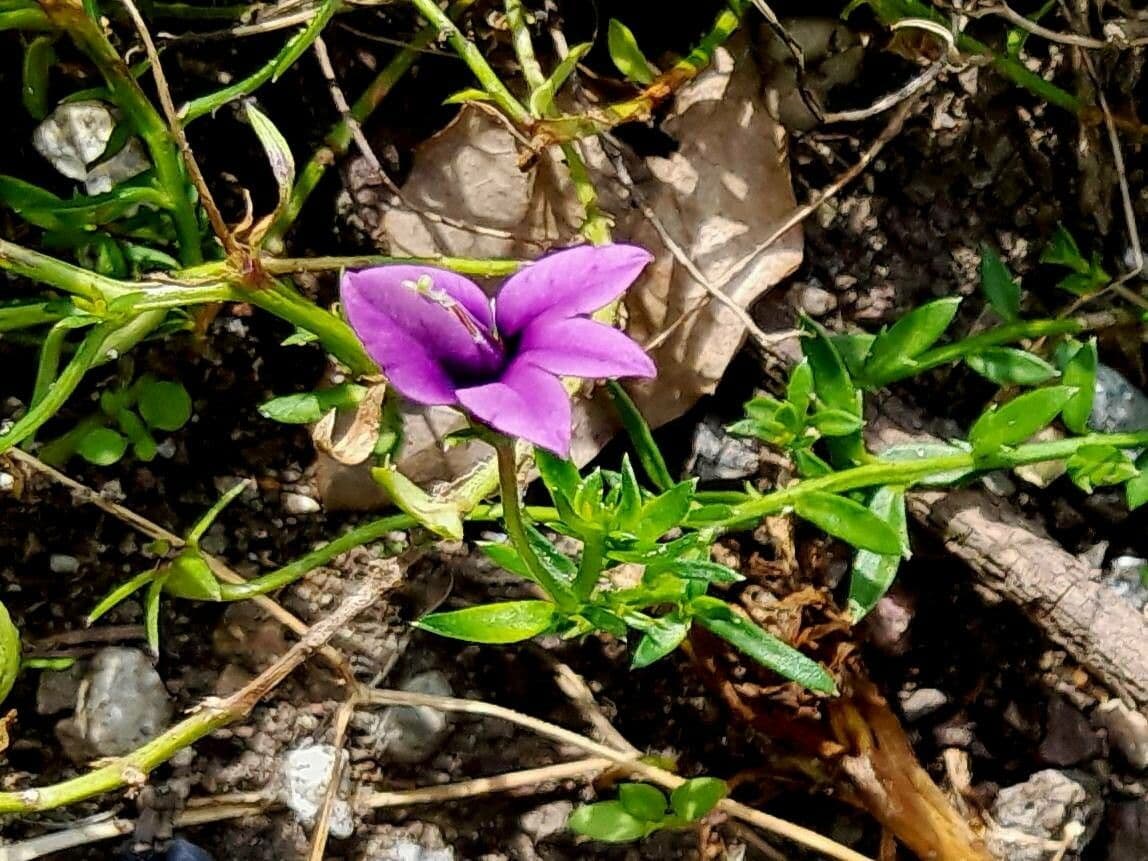 Monopsis