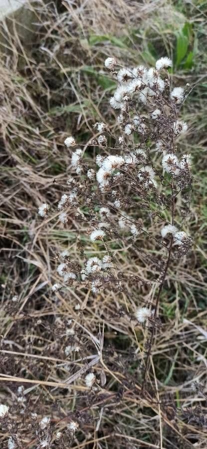 Aster lanceolato 5