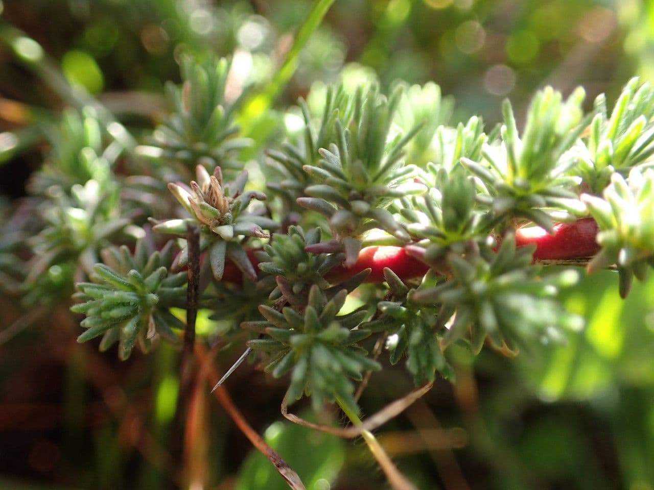 Camphorosma 2