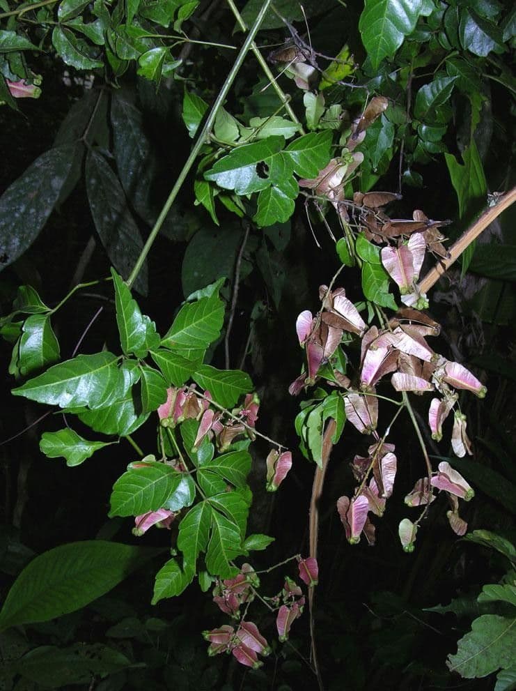 Serjania 8