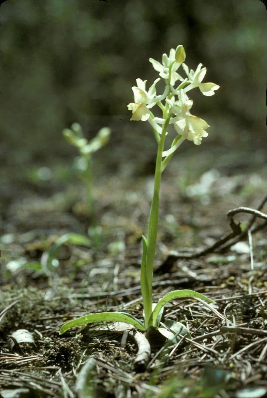 Orchide provinciale 6