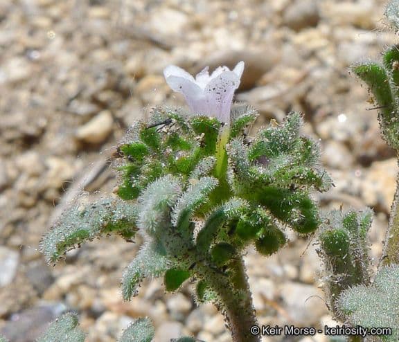 Phacelia affinis