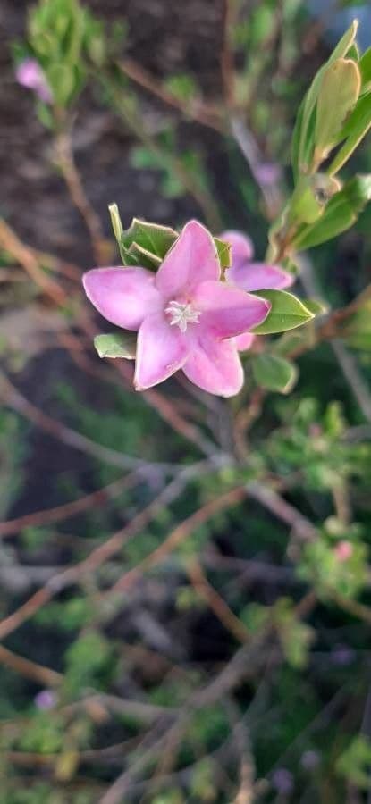Crowea exalata 3
