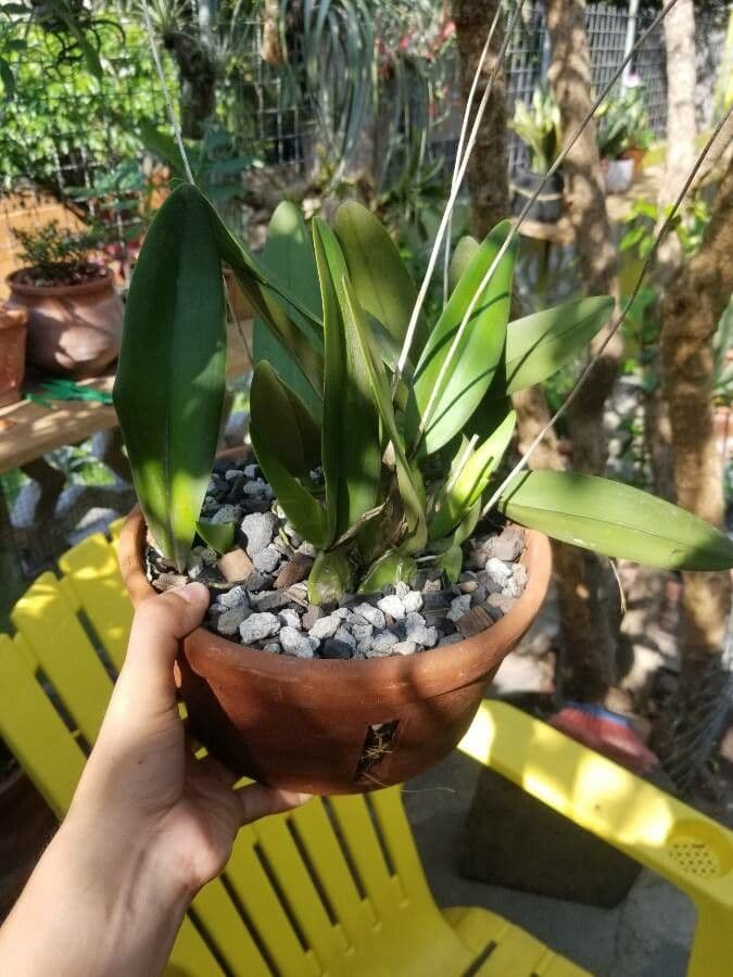 Orchidea 10