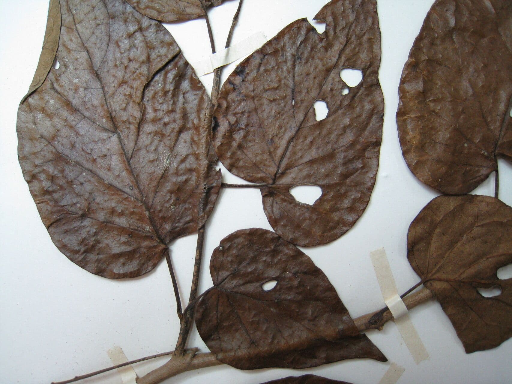 Solano endopogon 5