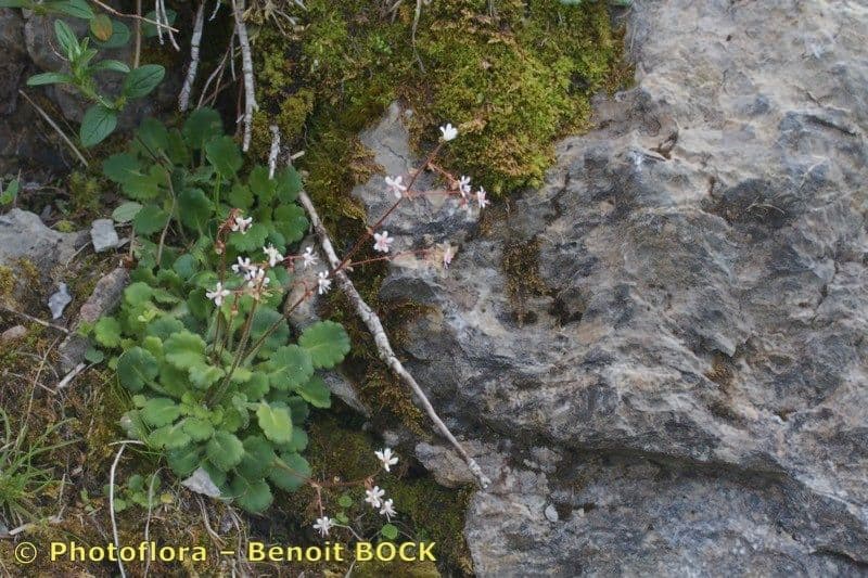 Behaarter Steinbrech 19