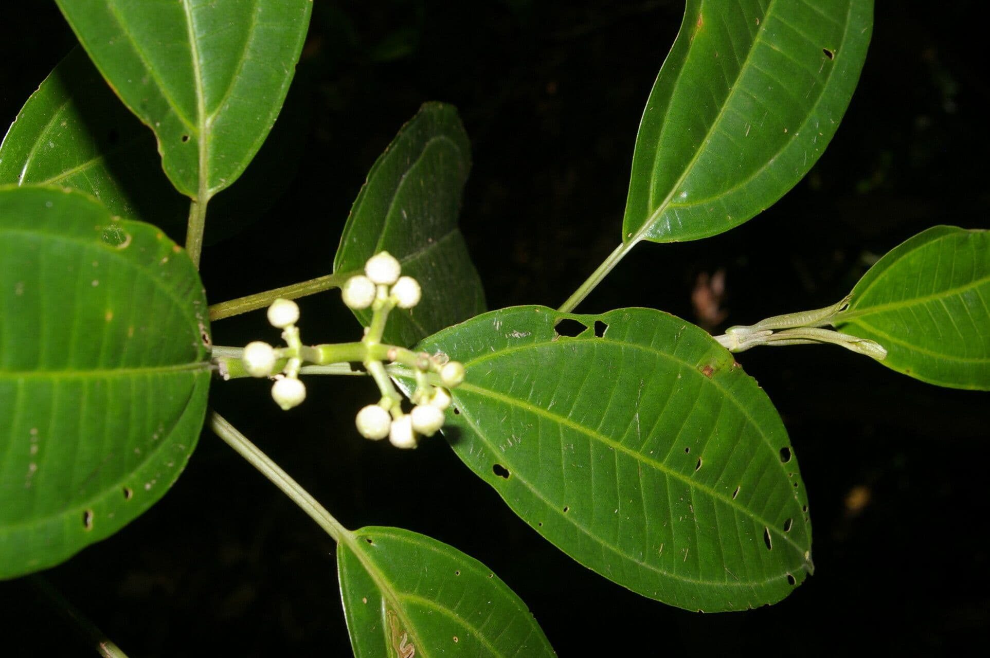 Miconia cooperi 10