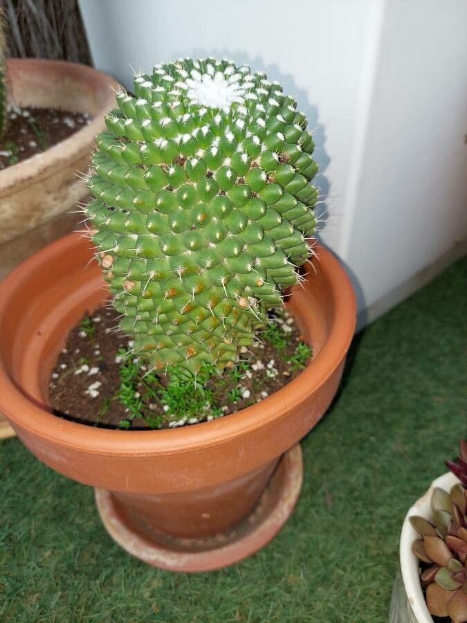 Mammillaria 19