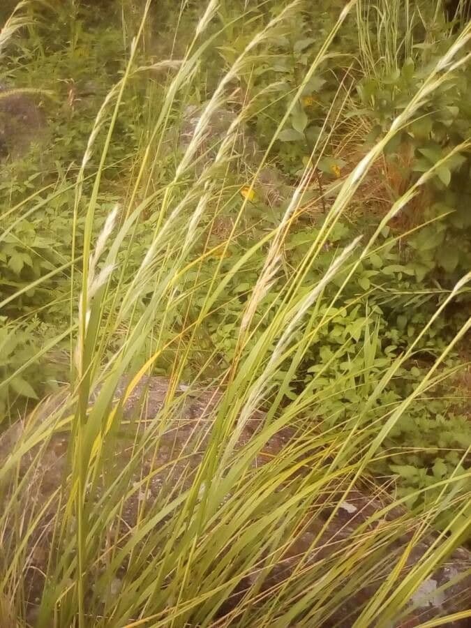 Eragrostis di Barrelier 17