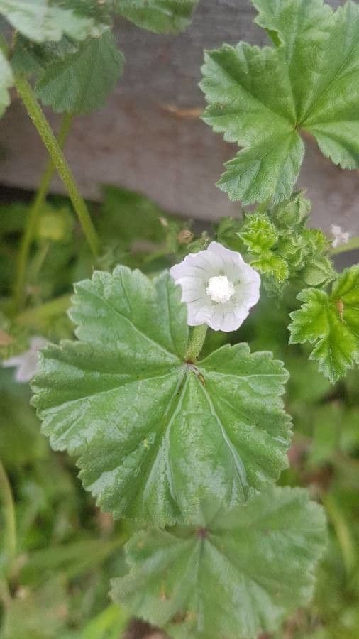 Malva pusilla 8