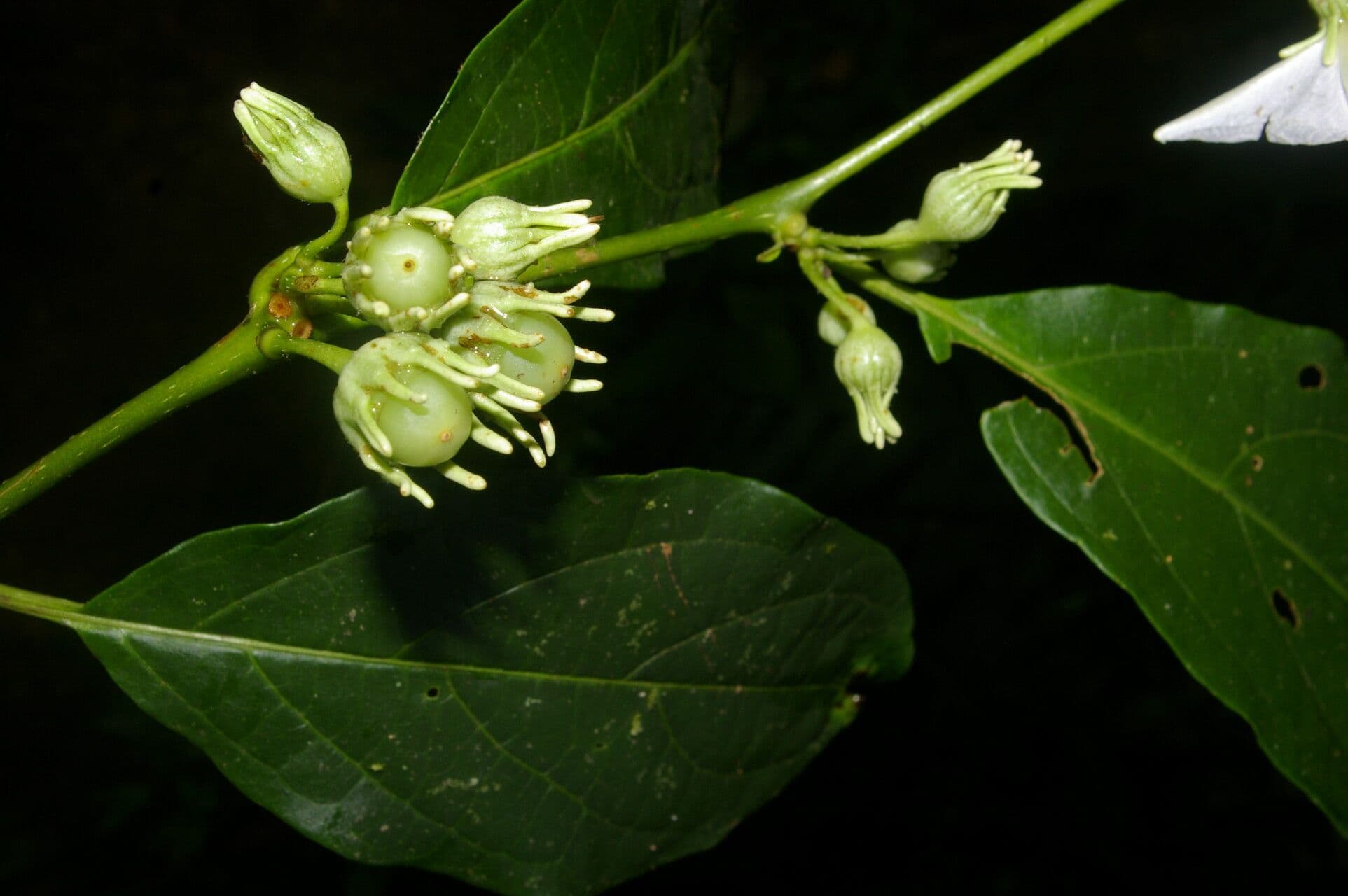 Lycianthes pauciflora 5