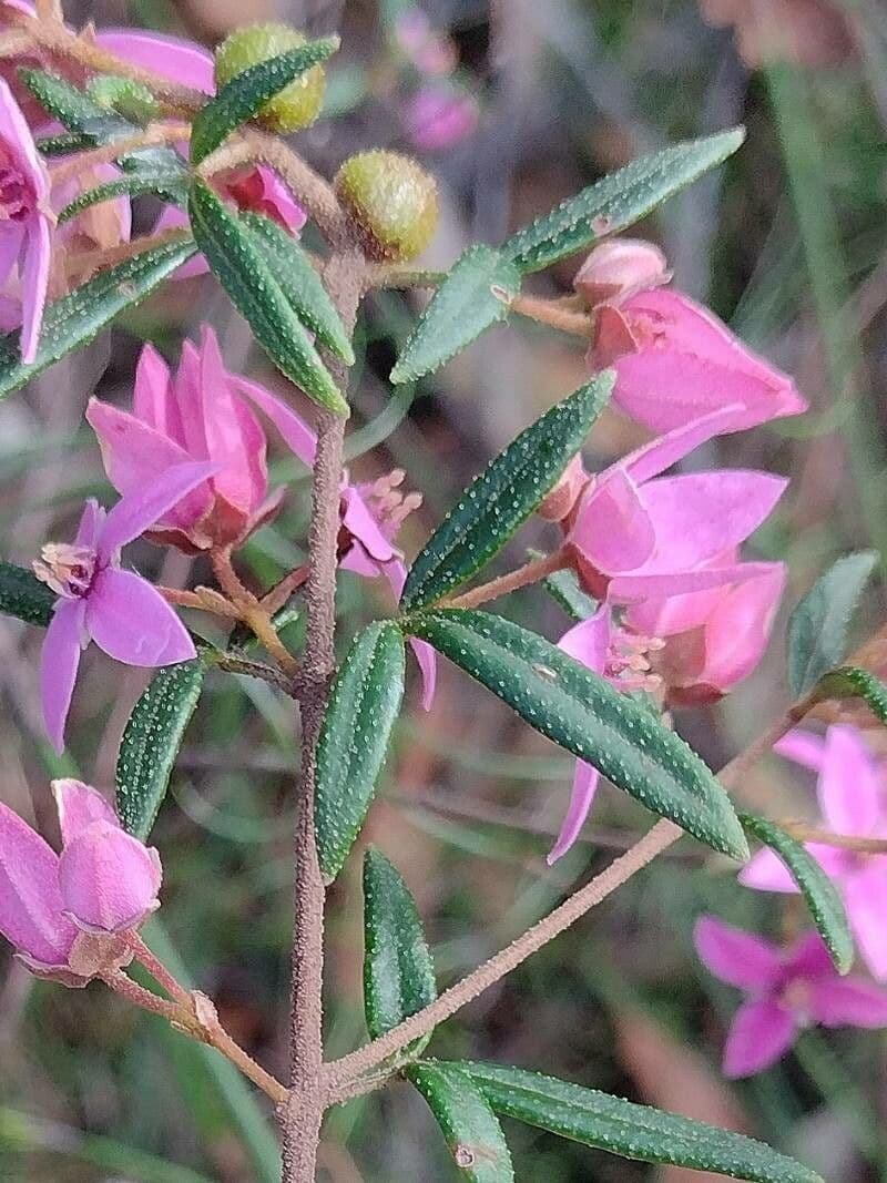 Boronia ledifolia 8