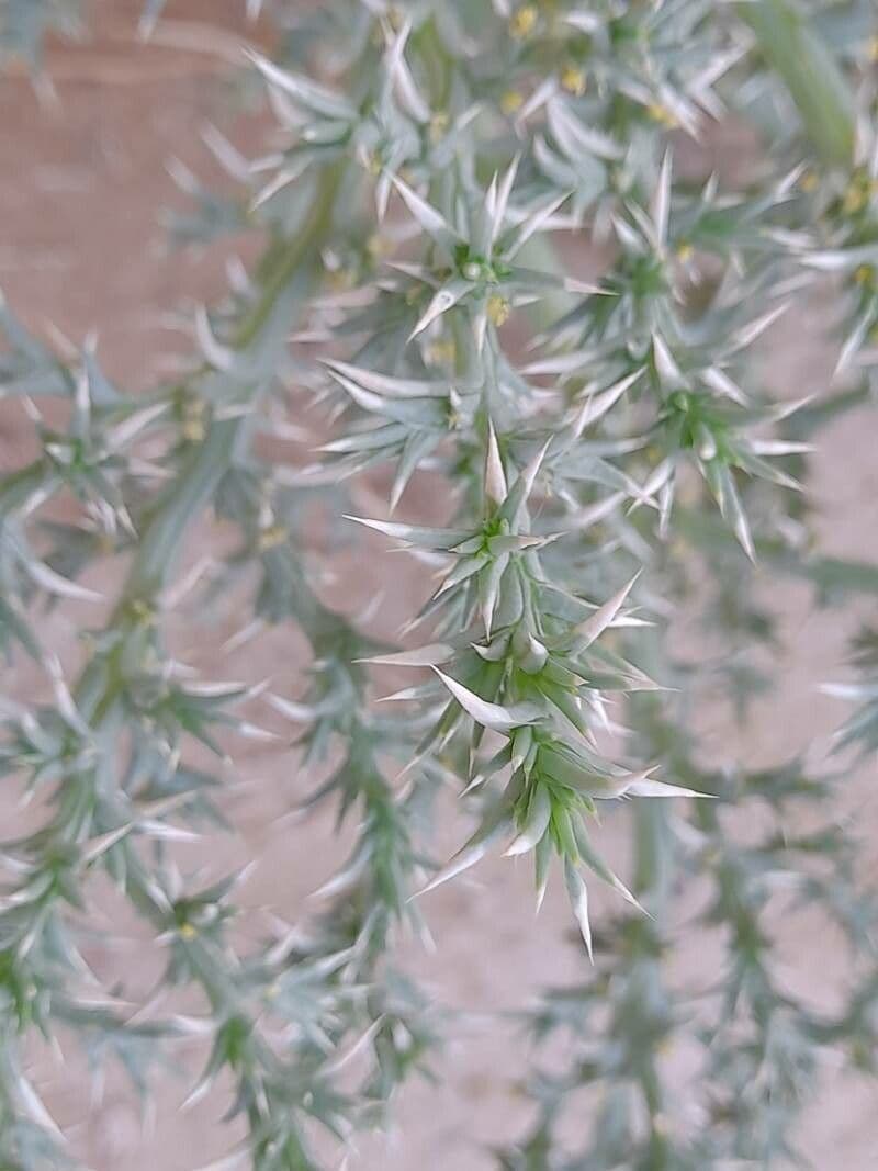 Cornulaca 14