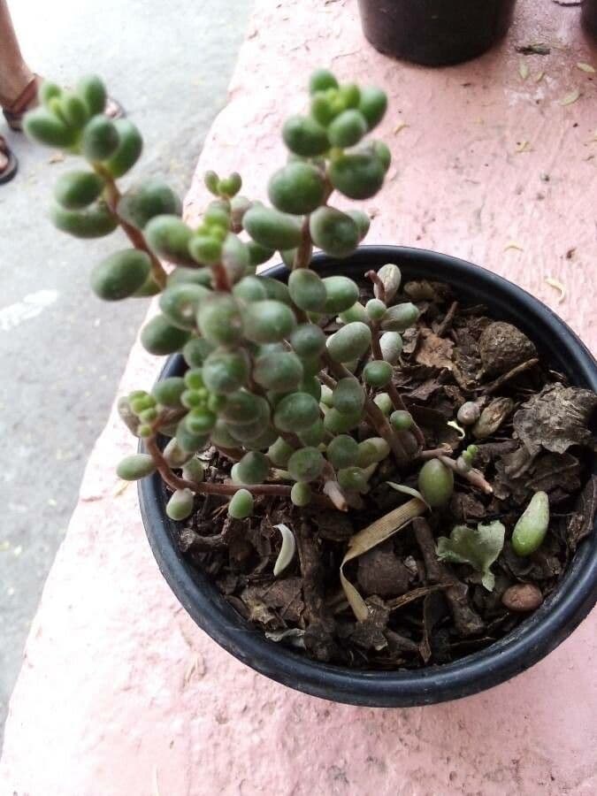 Sedum 5