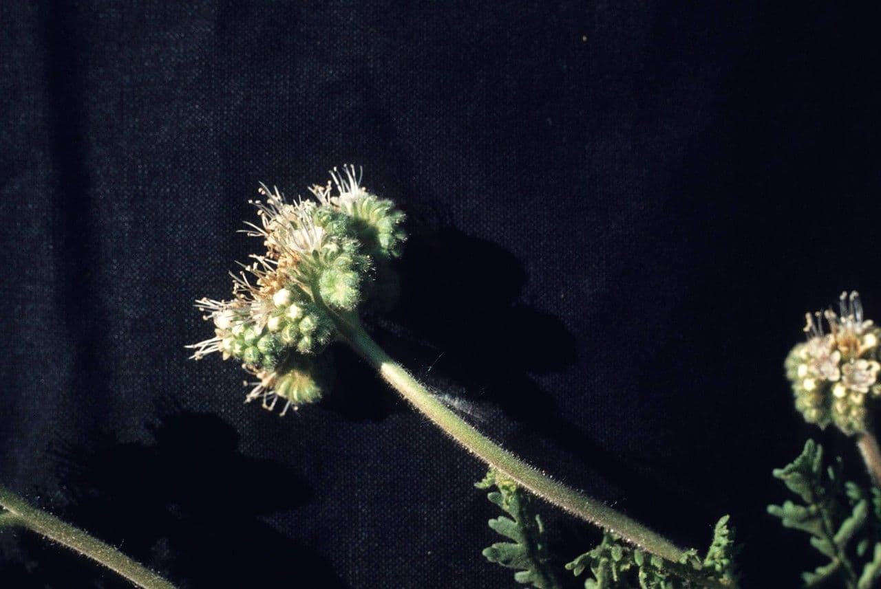 Neumexikanische Phacelia 2