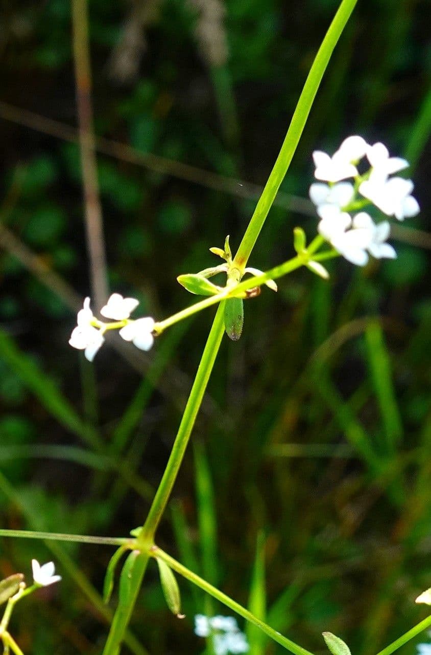 Caglio palustre 23