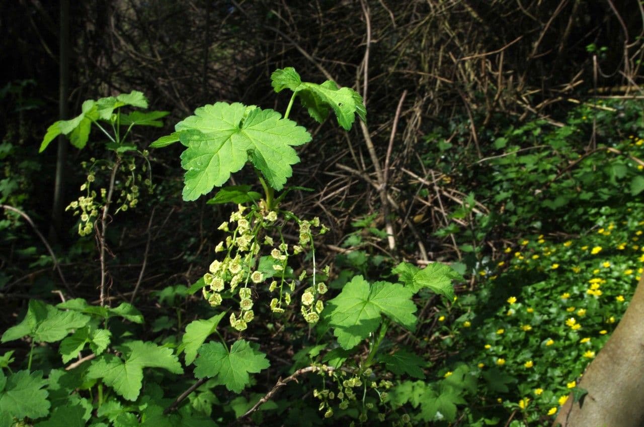 Ríbezľa červená 27