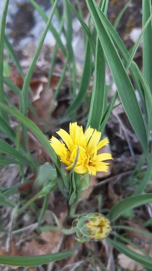 Scorzonera austriaca 3
