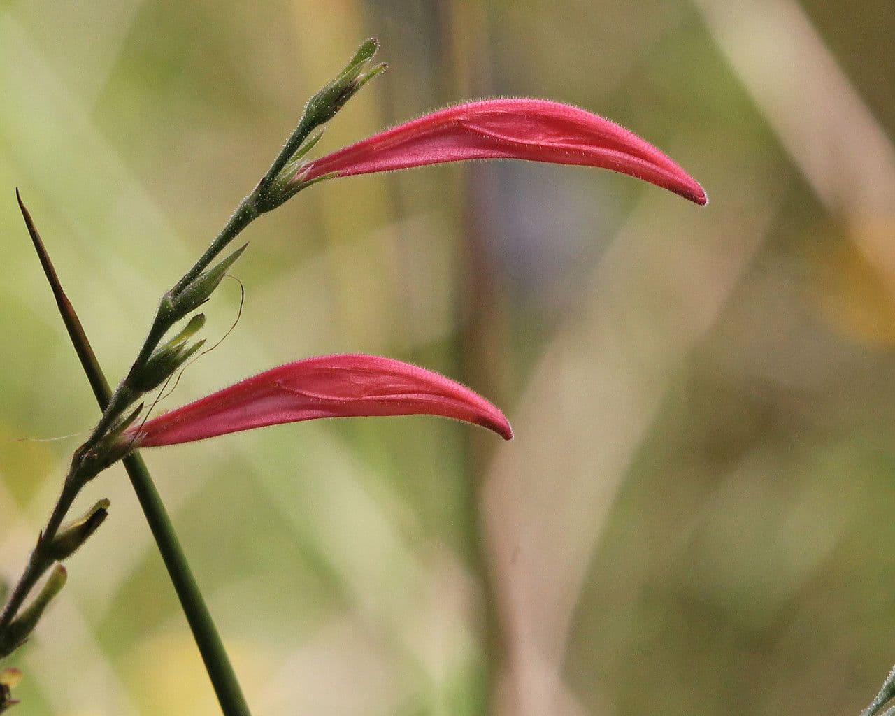 Dicliptera sexangularis 3