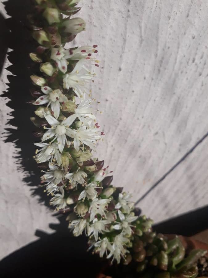 Orostachys giapponese 4
