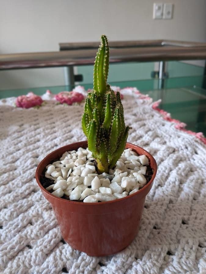 Cactus 9