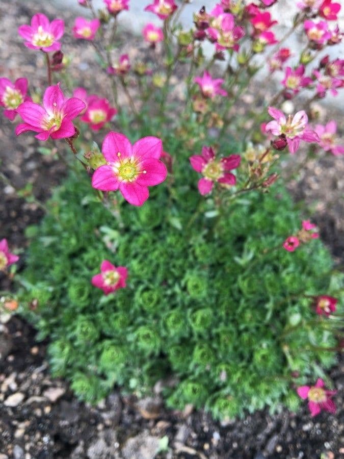 Primula 4