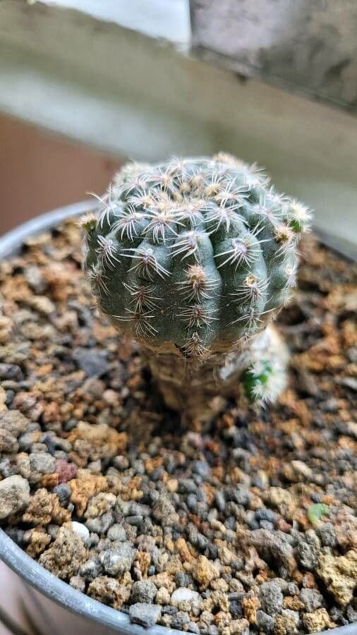 Gymnocalycium 5