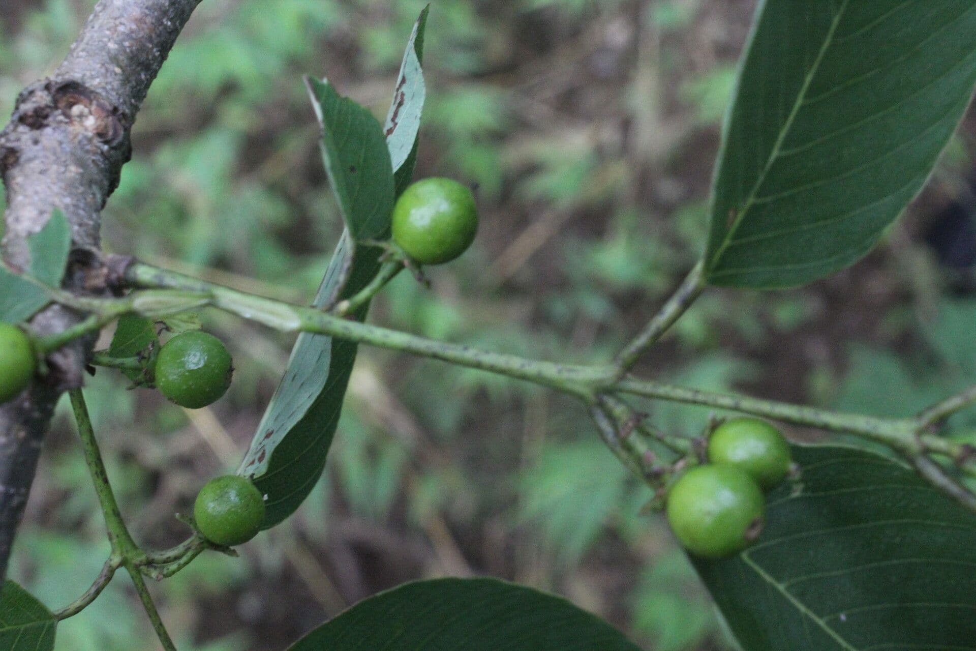 Karwinskia 5