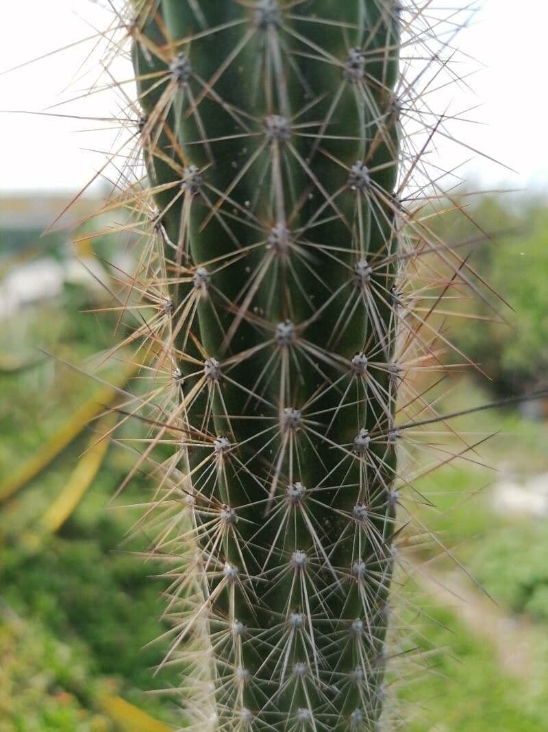 Cactus columnar 8