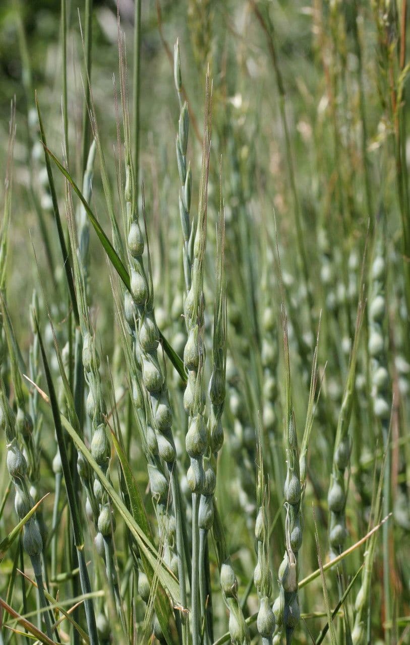 Aegilops ventricosa 19
