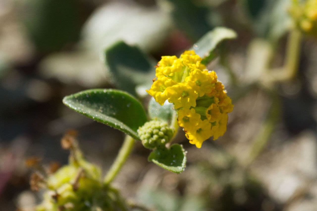 Abronia 5