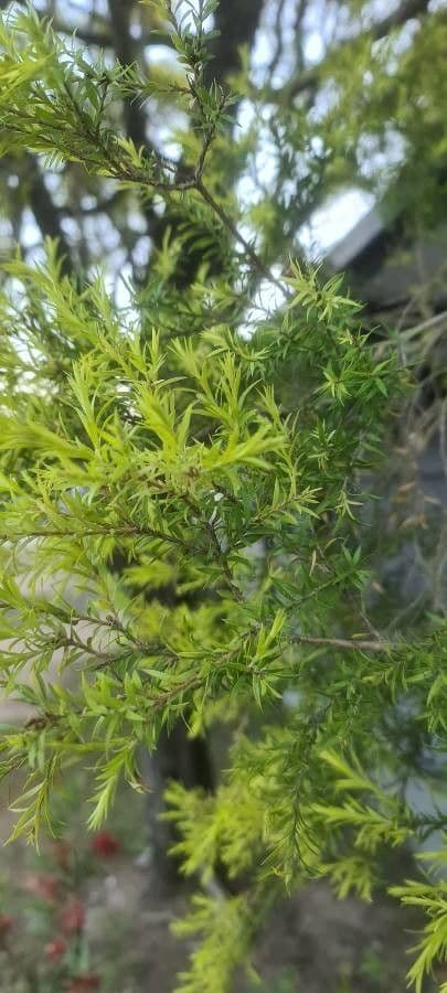 Schwarzer Teebaum 6