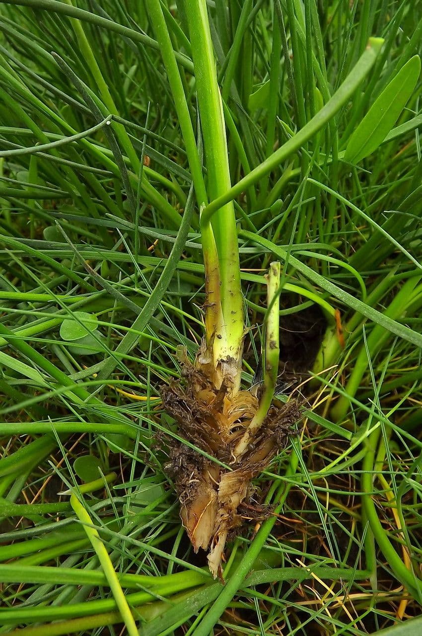 Bařička přímořská 17