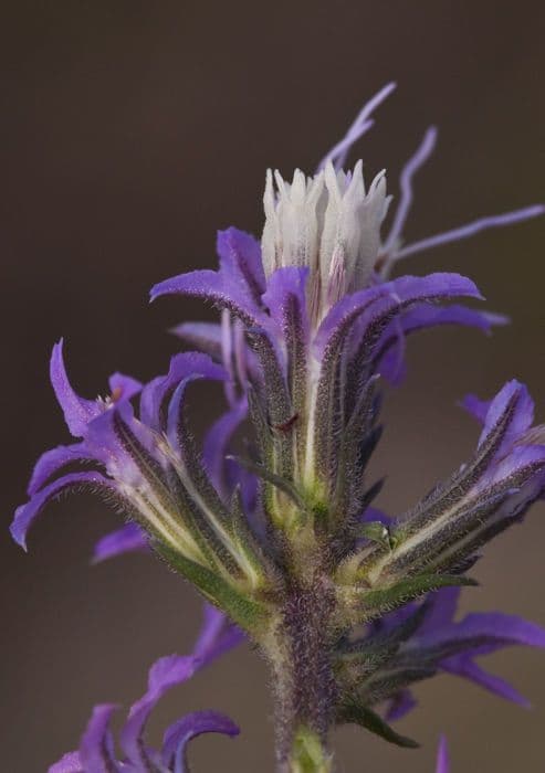 Liatris elegans 3