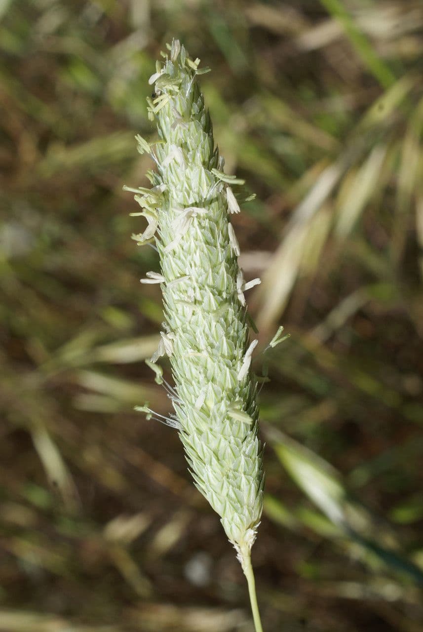 Falaride 9