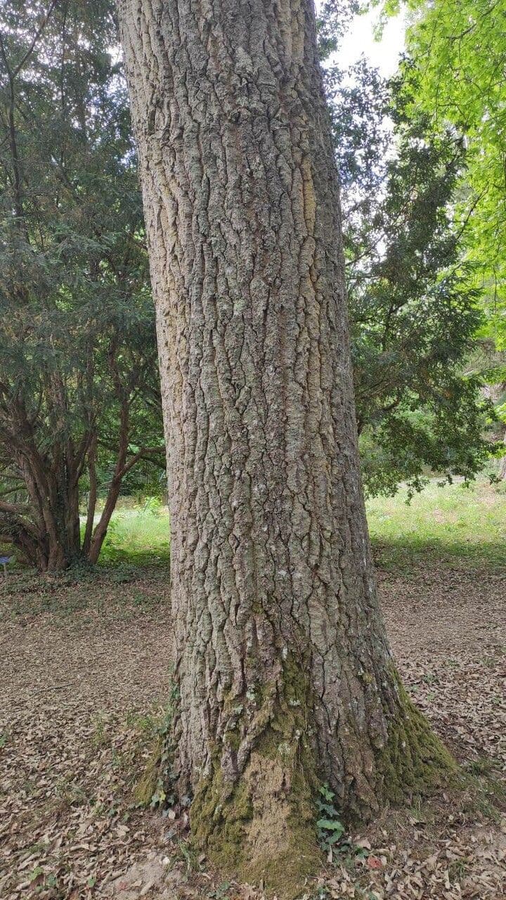 Quercia 13