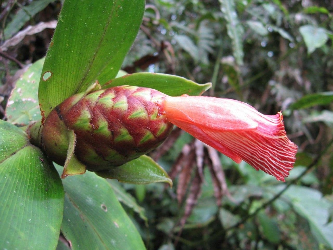 Costus liscio 5