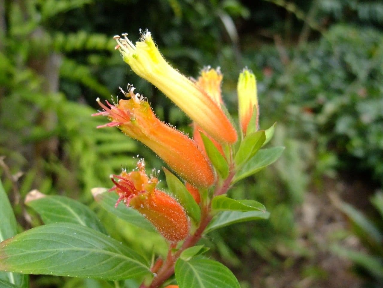 Cuphea 3