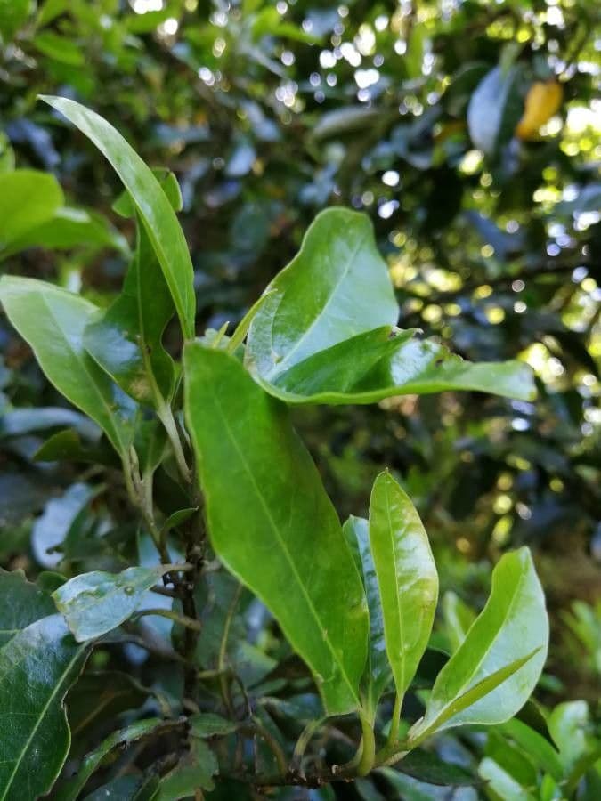 Ocotea 16