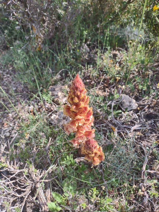 Succiamele gracile 17