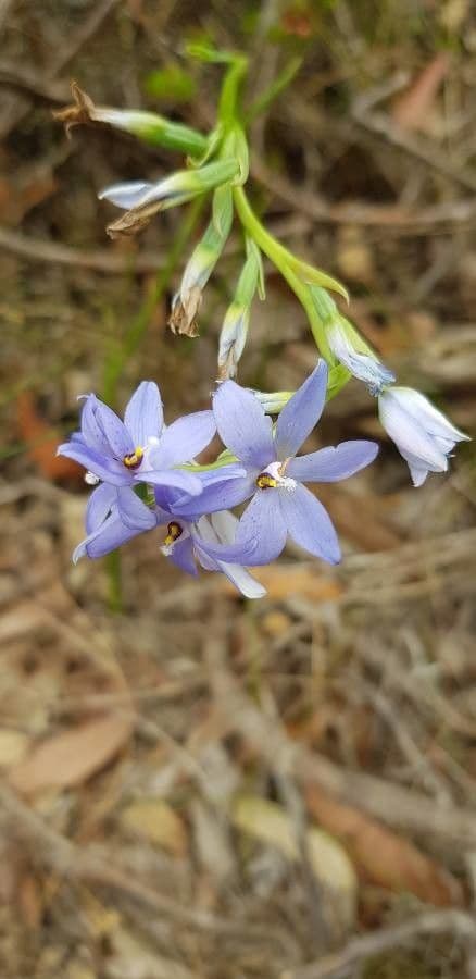Thelymitra