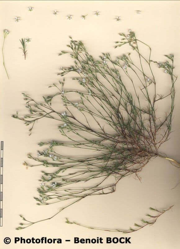 Minuartia setacea 17