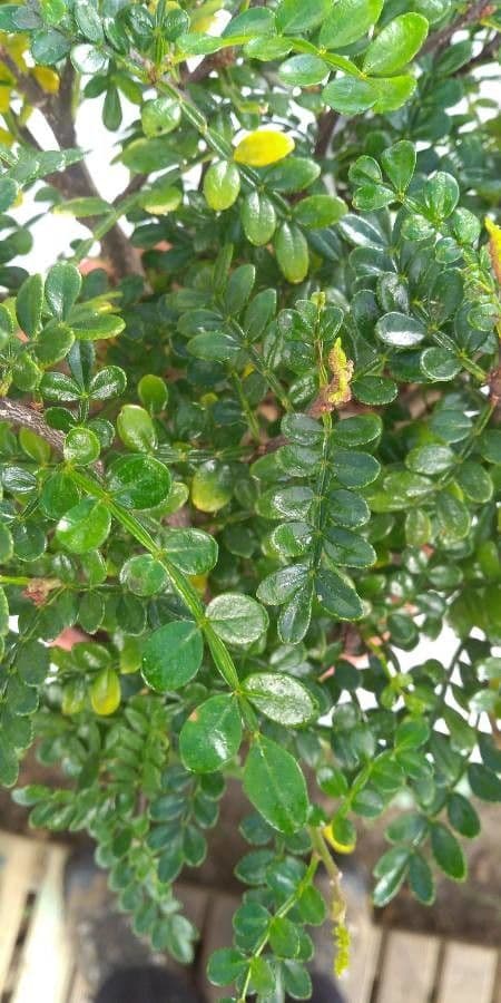 Zanthoxylum fagara 11