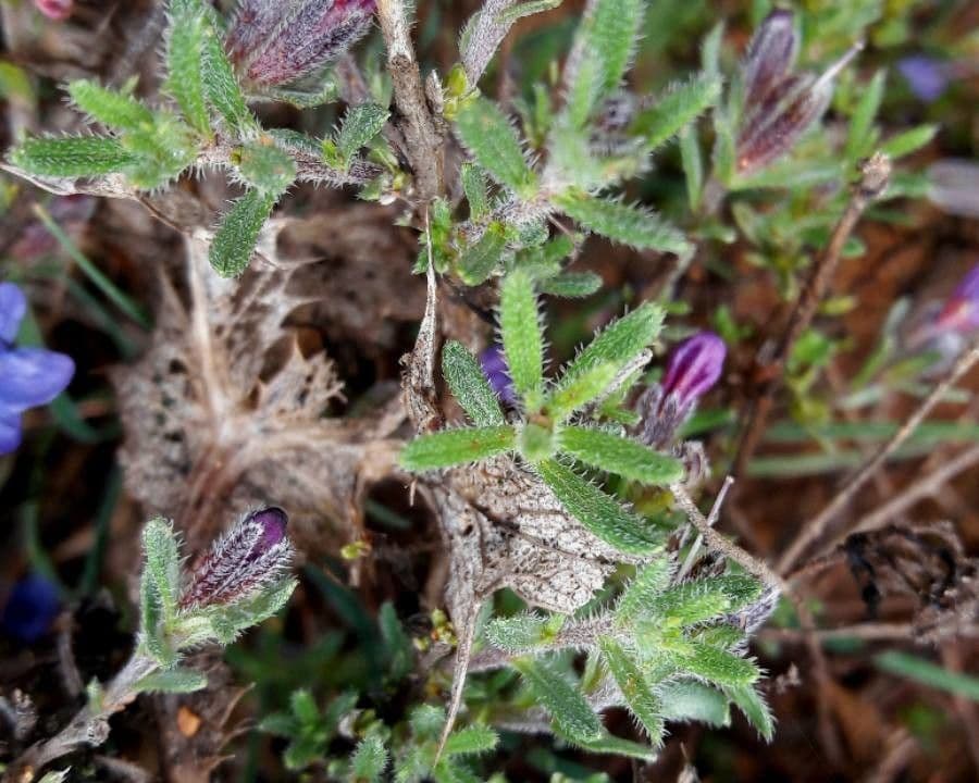 Erba perla arbustiva 15
